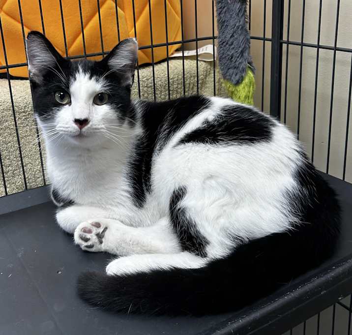 Available pets at Catz Angels Care, Inc. in Fremont, NE