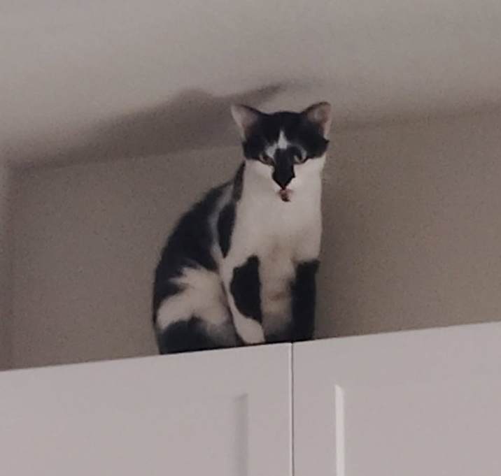 Photo of Kitty