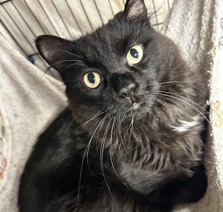 Available pets at Catz Angels Care, Inc. in Fremont, NE