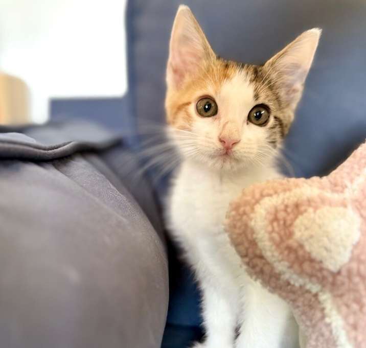 Photo of Lil Cali