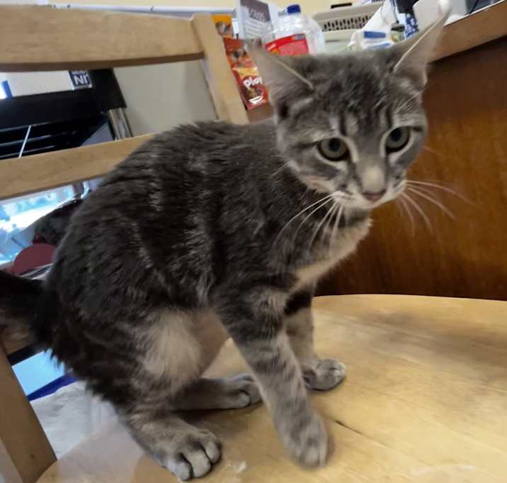 Available pets at Catz Angels Care, Inc. in Fremont, NE