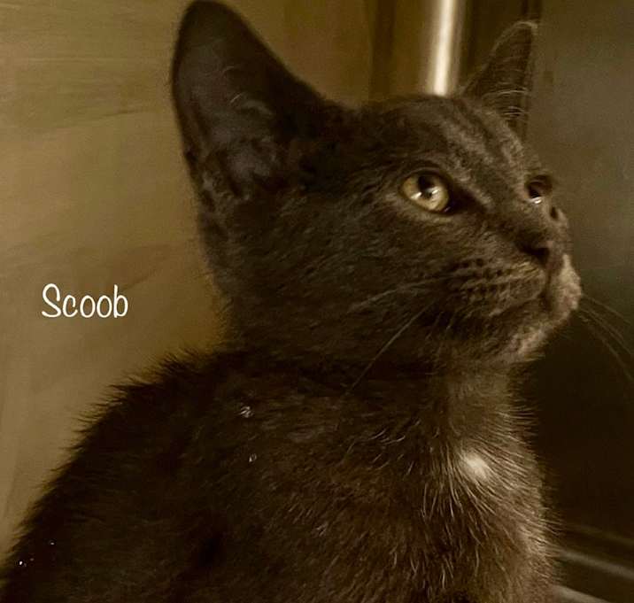 Photo of Scoob