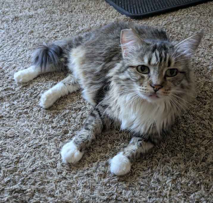 Photo of Spike