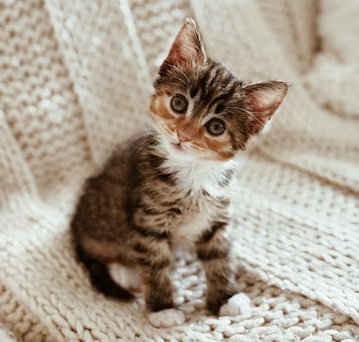 Photo of Rue