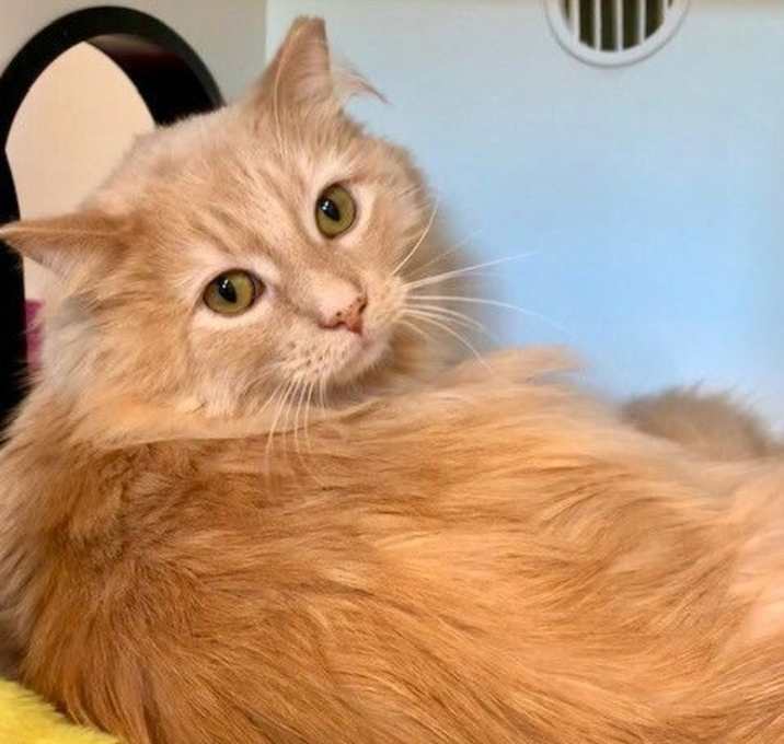 Photo of Frumpkin
