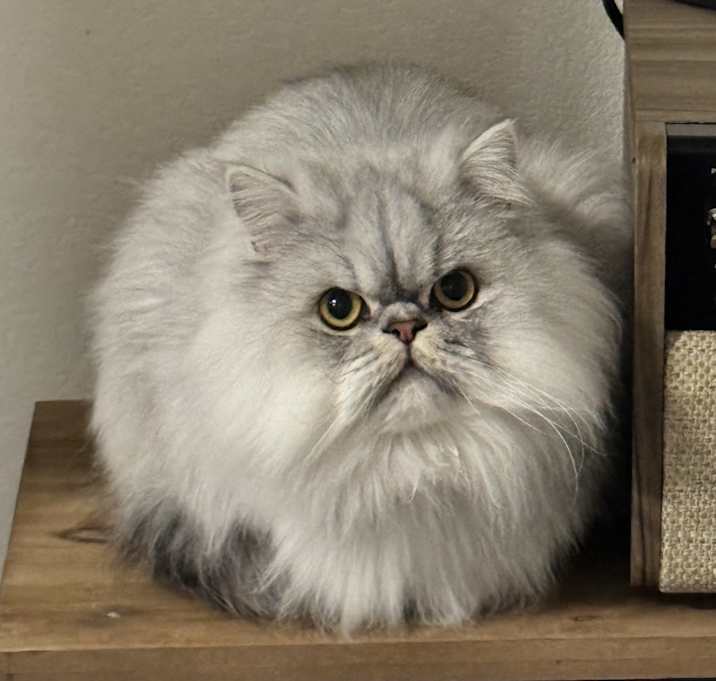 Photo of Thor