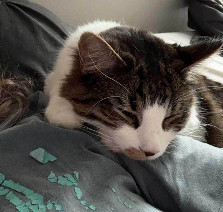 Photo of Shadow