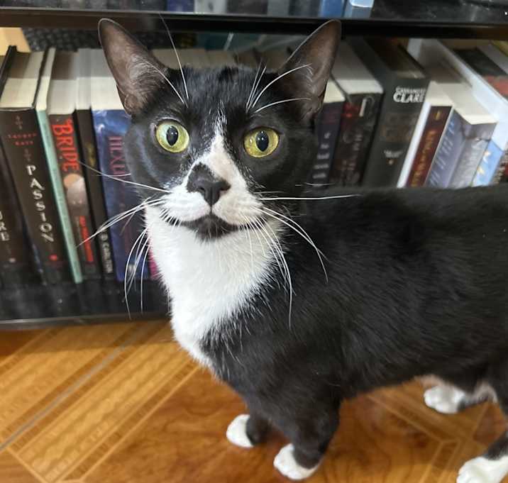 Photo of Kitty