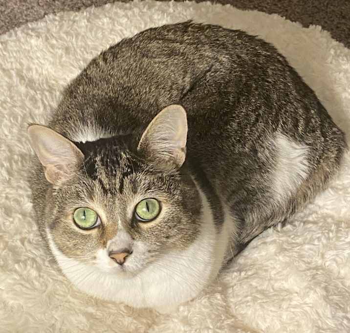 Photo of Bella