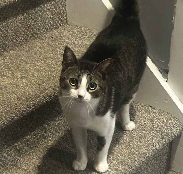 Photo of Bentley