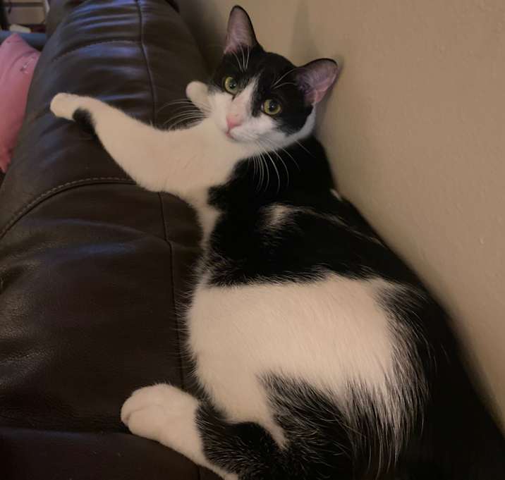 Photo of Tuco