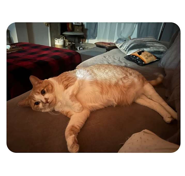 Photo of Waffle