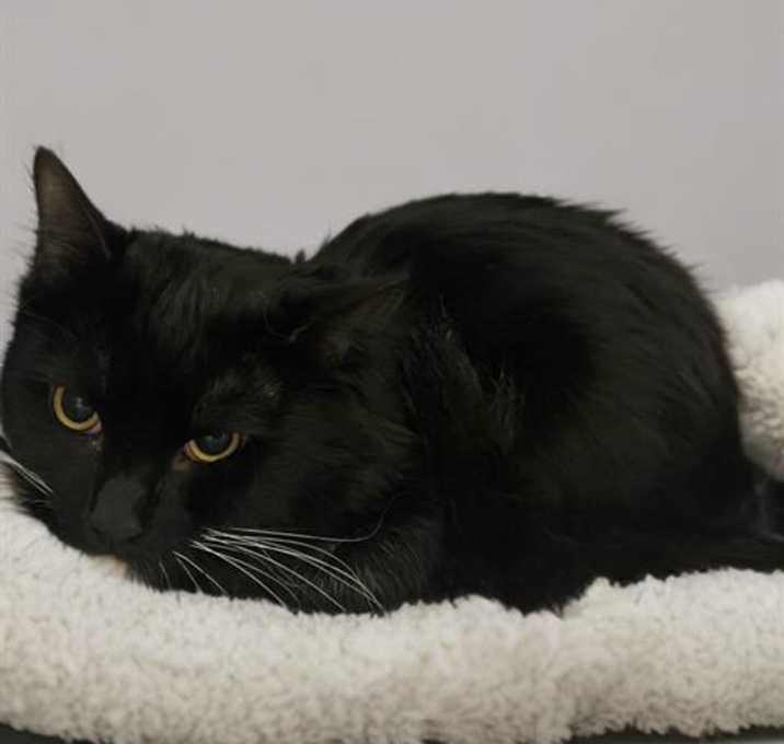Photo of ONYX