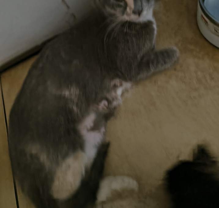 Photo of Prima