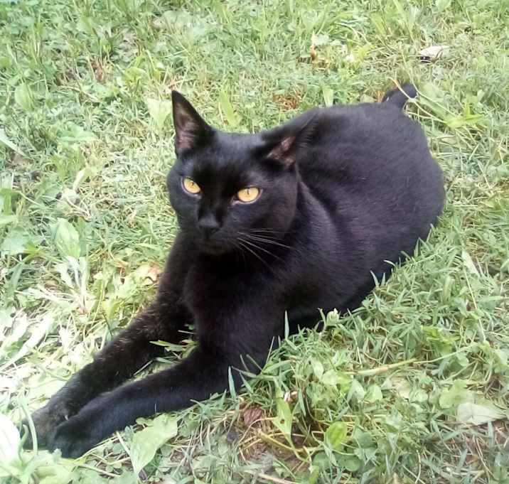 Photo of Black