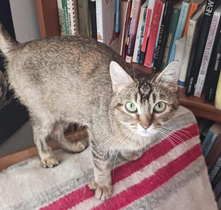 Photo of Penny