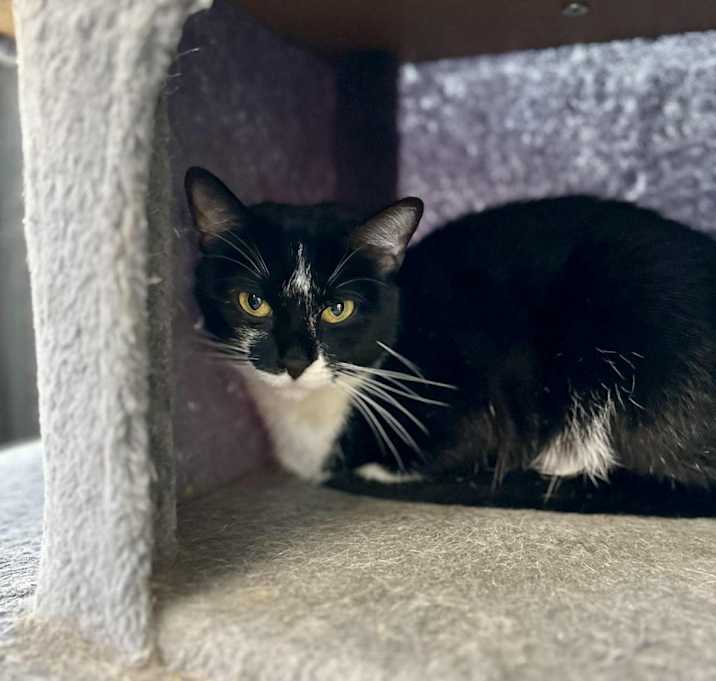 Photo of Marie (bonded with Oreo)