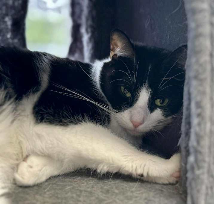 Photo of Oreo (bonded with Marie)