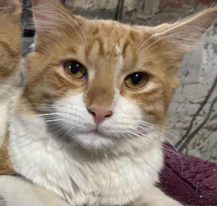 Photo of Timmy -- Bonded Buddy With Freddy