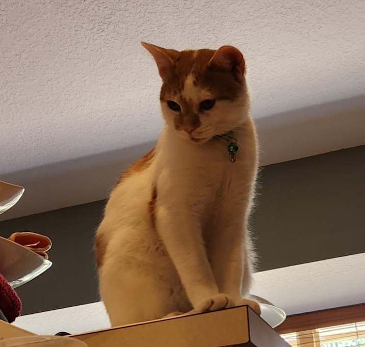 Photo of Cozmo