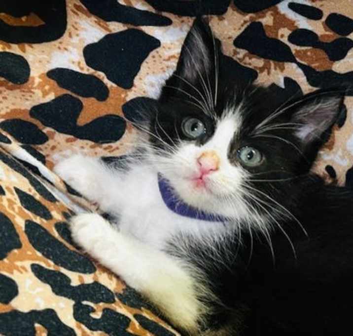 Photo of Trixie