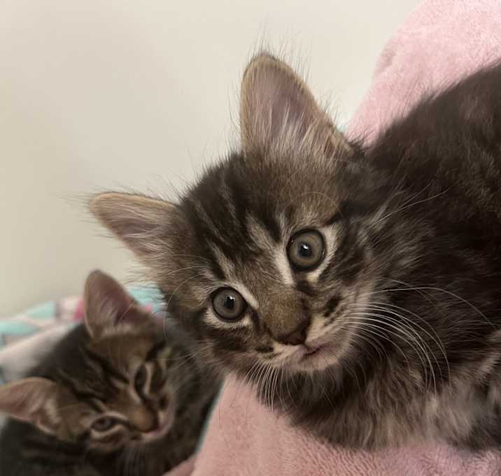 Photo of Buggy and Mooney