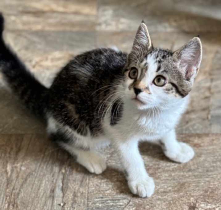 Photo of Pesto