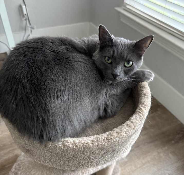 Photo of Gracie