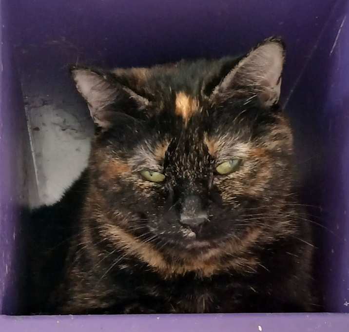 Photo of Pippy