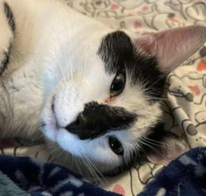 Photo of Loki