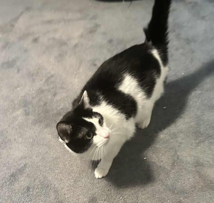 Photo of Cleo