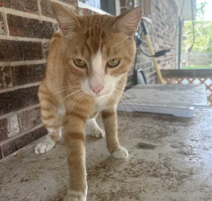 Photo of Homer