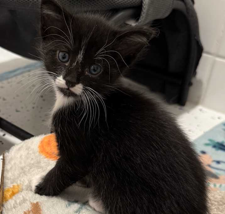 Photo of Thor