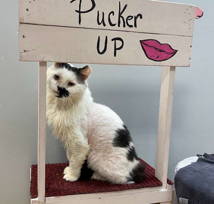 Photo of Maverick