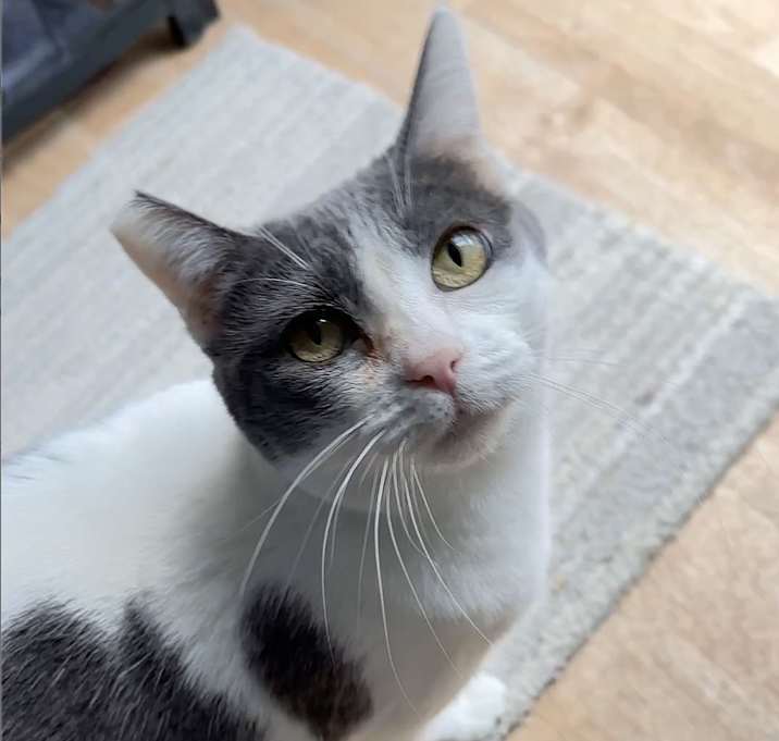 Photo of Elsie sweetie