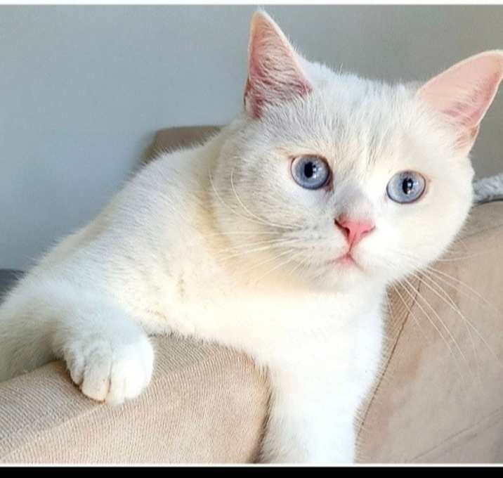Photo of Louie
