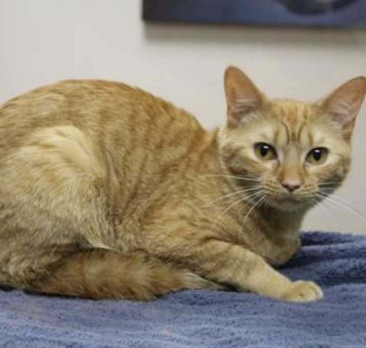Photo of Cannoli