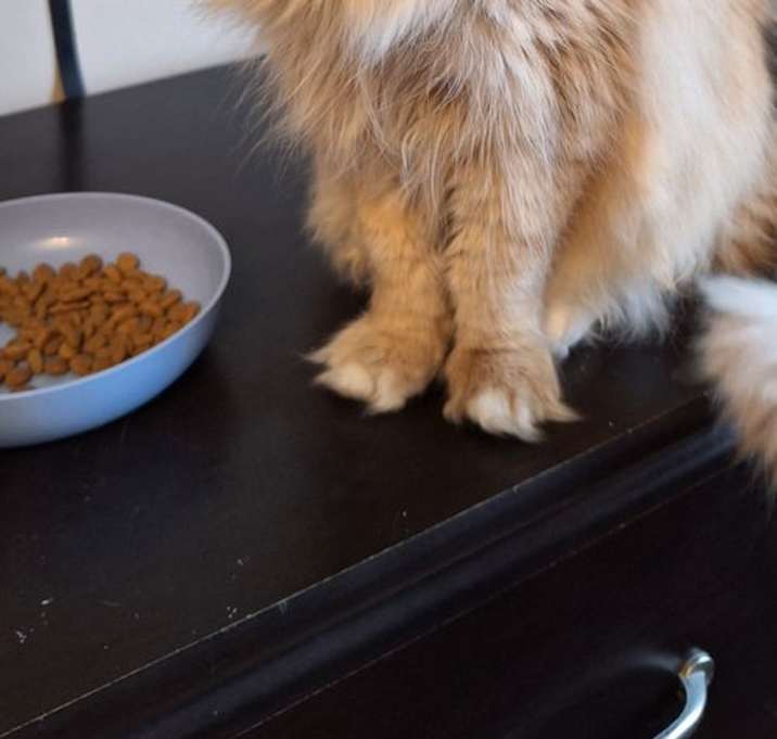 Photo of LEO