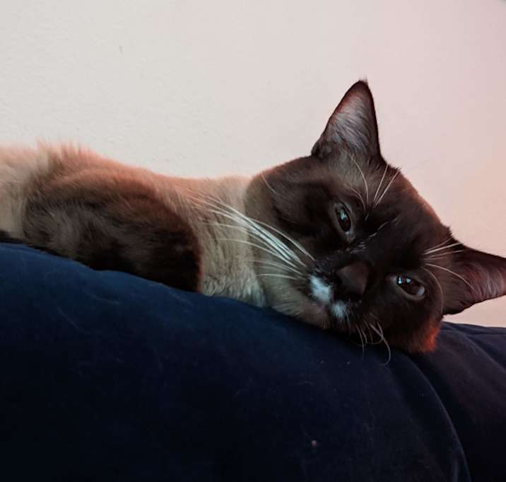 Photo of Simba