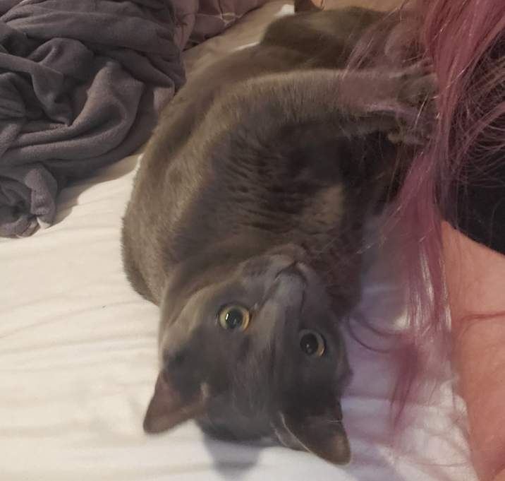 Photo of Neeko