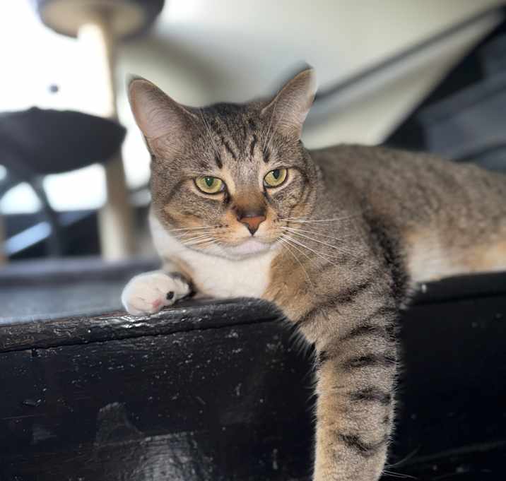 Photo of Coconut