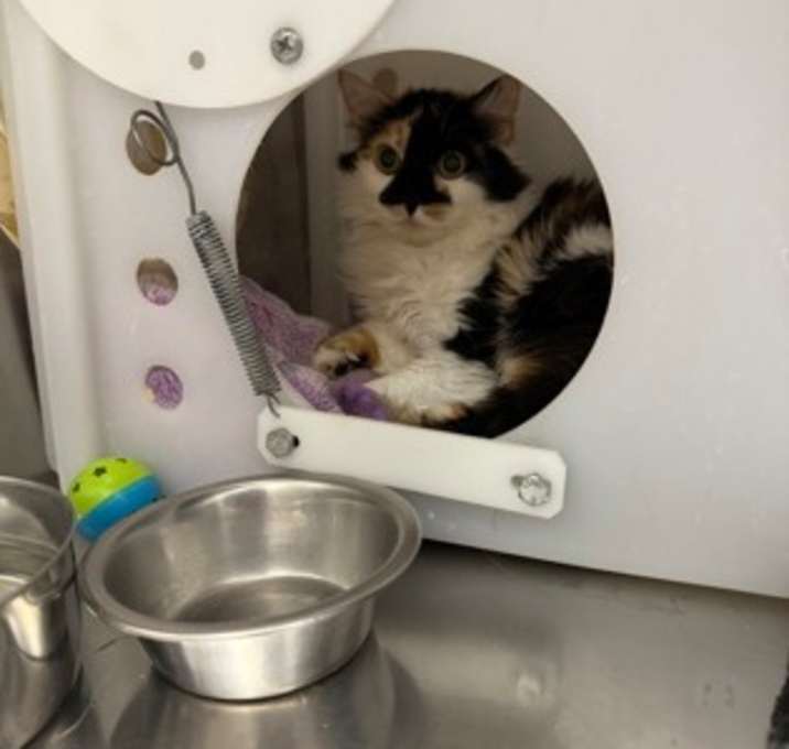 Photo of Vanessa - WORKING CAT