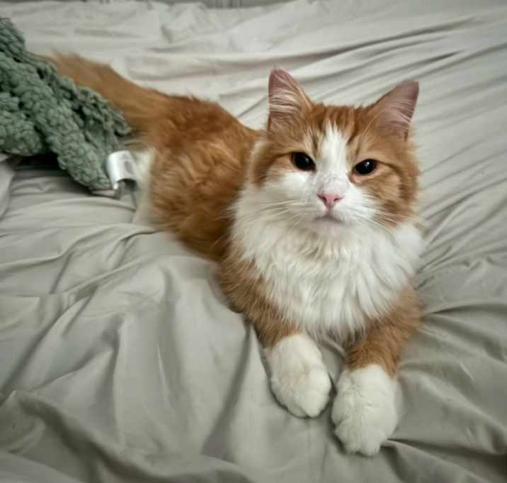 Photo of Oscar