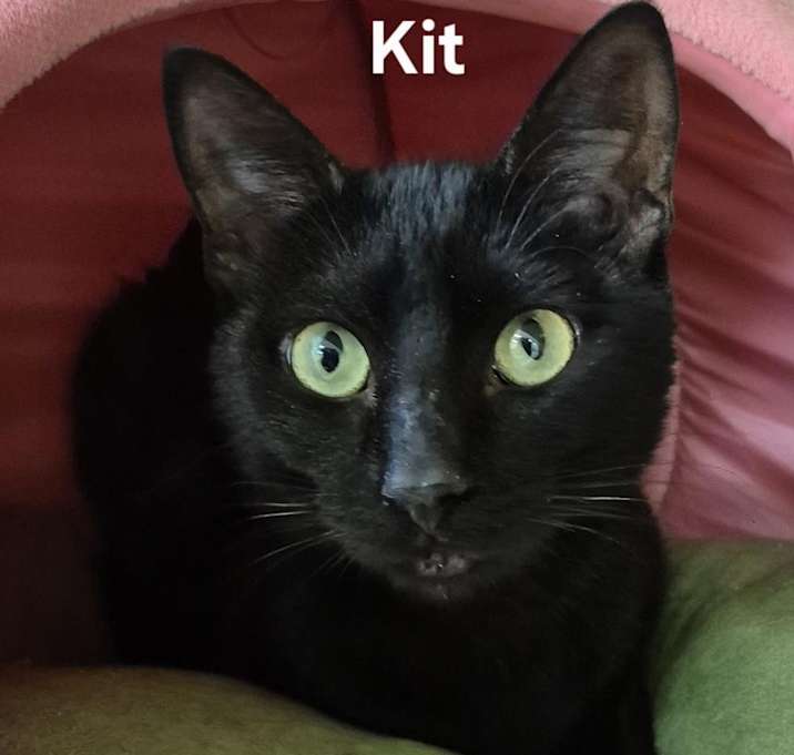 Photo of Kit
