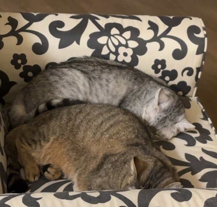 Photo of Luna and Bellatrix