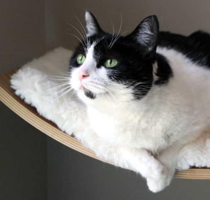 Photo of Star