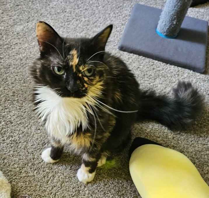 Photo of Fancy
