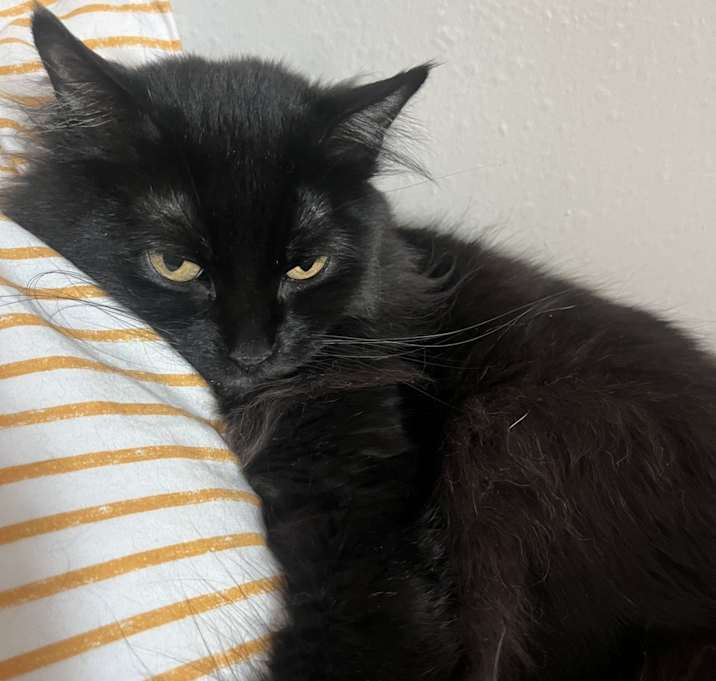 Photo of Luna