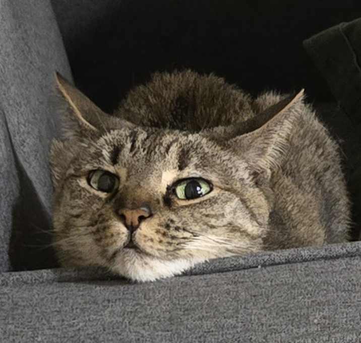 Photo of Luna