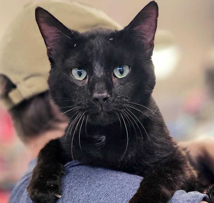 Photo of Bullet